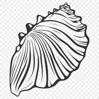 An SVG vector design featuring a detailed seashell shape suitable for crafting or graphic use.