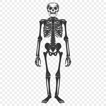 A detailed illustration of a full-body standing human skeleton in 2D vector format.
