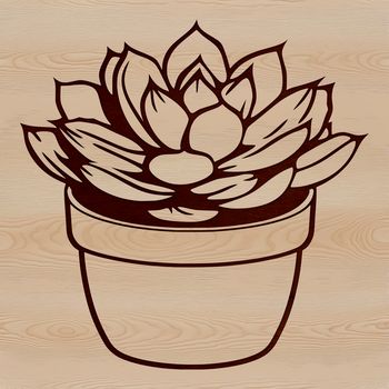 An ornamental succulent design suitable for gardening and floral arrangements.