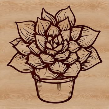 Illustration of a succulent plant in a stylized design.