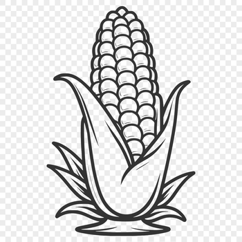 A simple illustration of a corn kernel on a white background.