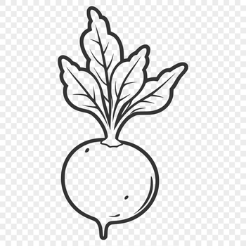 A detailed illustration of a radish, suitable for commercial use.