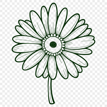 A close-up illustration of a daisy flower in vector format.