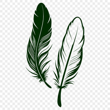 An illustration of a single feather with delicate details and smooth lines.