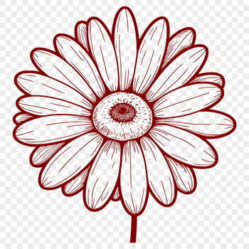 A high-quality vector illustration of a daisy flower, suitable for digital design projects.