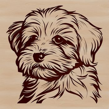 Close-up portrait of a white and fawn-colored Havanese with expressive facial features.