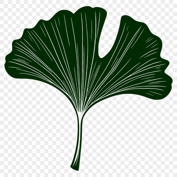 A detailed illustration of a leaf in vector format suitable for commercial or personal design projects.