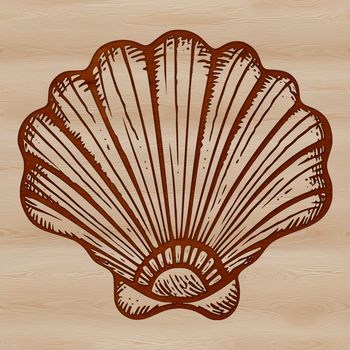 A stylized illustration of a seashell, suitable for use in vector graphics designs.