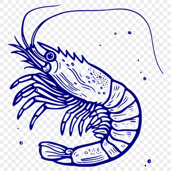 A digital illustration of a shrimp's full body from the head to the tail.