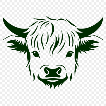 A Scottish Highlands farm animal, an iconic brown and white Highland cow with distinctive horns.