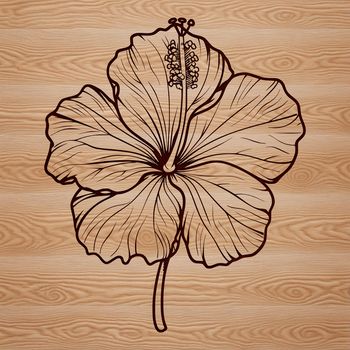 A detailed illustration of a hibiscus flower with large petals and a prominent central stamen.