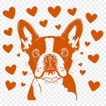 A cute illustration of a Boston Terrier's head with love hearts surrounding it.