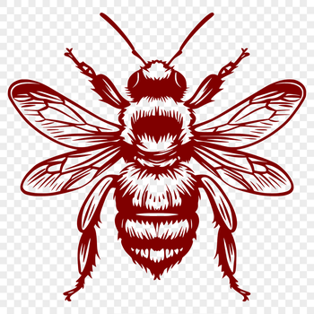 A detailed illustration of a bee from head to wings, suitable for gardening themes and vector designs.