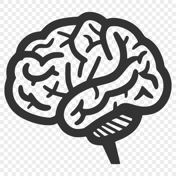 Vector graphic representation of a brain structure for educational or design purposes.