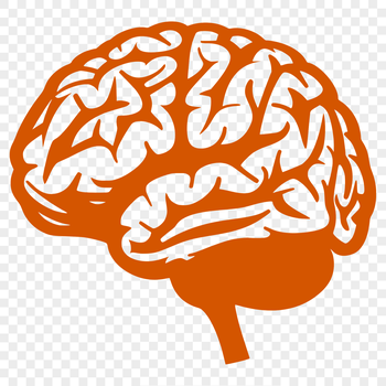 A detailed illustration of the human brain's anatomy, suitable for medical or educational use.