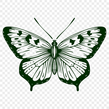A detailed illustration of a butterfly in full body view, suitable for gardening projects and design purposes.