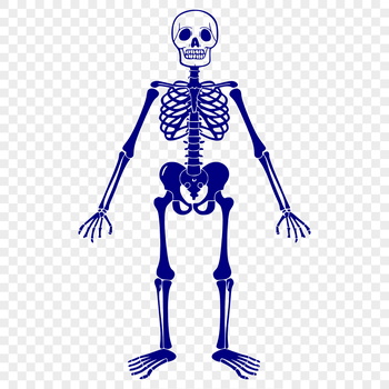 A standing human skeleton with detailed bone structure.