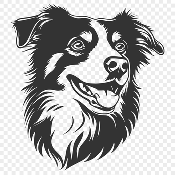 Close-up of an Australian Shepherd's head with a calm expression.