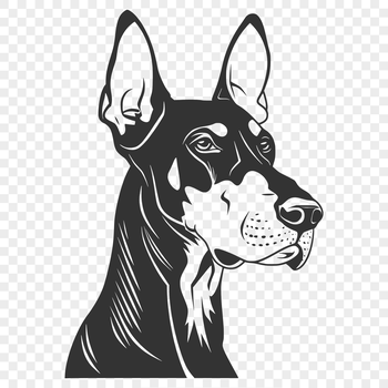 A detailed illustration of a Doberman Pinscher's head, suitable for vector art designs.