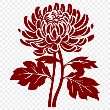 A vector illustration of a Chrysanthemum flower with detailed petals and center.