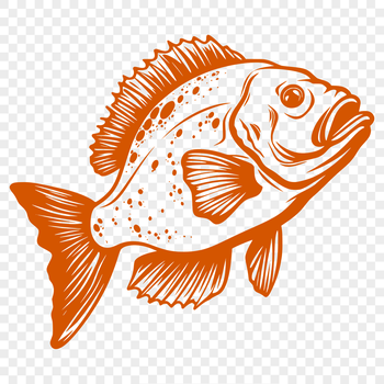 A detailed illustration of a Crappie fish in its entirety, suitable for use in various graphic designs.