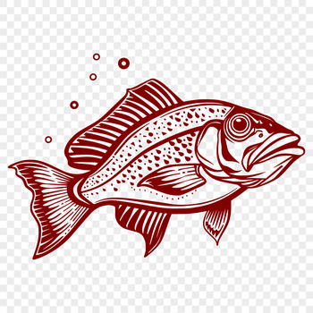 A detailed illustration of a Crappie fish in full body view, suitable for vector art projects.