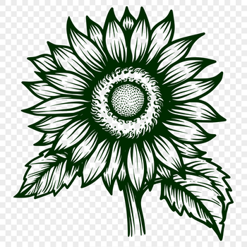 A stylized illustration of a sunflower with large petals and a prominent center, suitable for vector design.