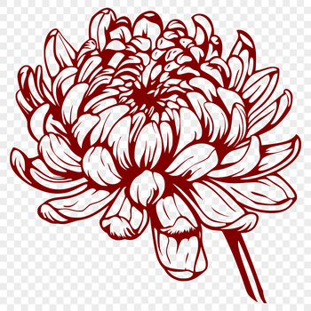 A detailed illustration of a chrysanthemum flower, suitable for vector graphics and digital design.