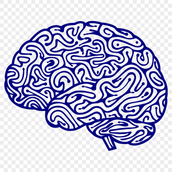 Detailed illustration of the human brain anatomy.
