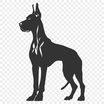A large domestic dog breed stands on all fours, captured in full-body view.