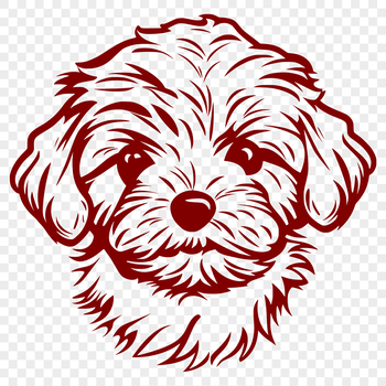 Close-up portrait of a Havanese dog's head.
