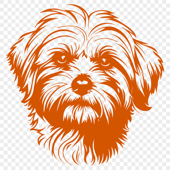 A breed profile illustration of the Havanese dog with its distinctive head shape and facial features.