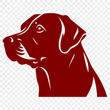 Close-up portrait of a Labrador Retriever dog's head.