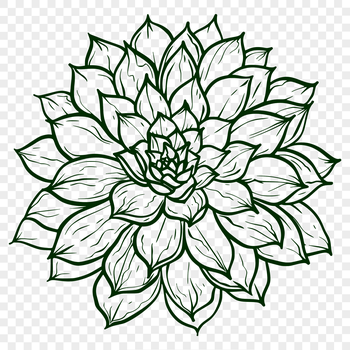 A vector graphic representation of a desert-dwelling succulent with intricate details.