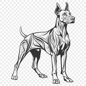 A full-body illustration of a Doberman Pinscher dog standing upright.