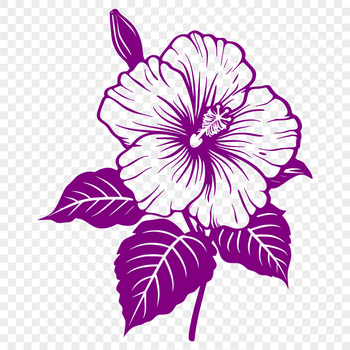 A detailed illustration of a hibiscus flower with multiple blooms, suitable for vector art designs.