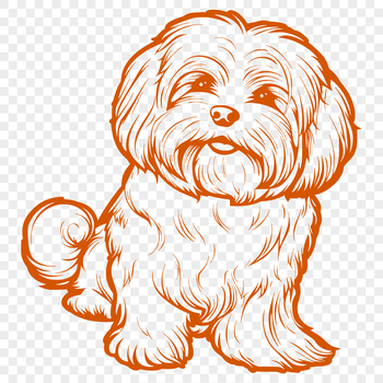 A full-body illustration of a Havanese dog sitting.