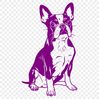 A sitting Boston Terrier breed dog with a full body illustration.