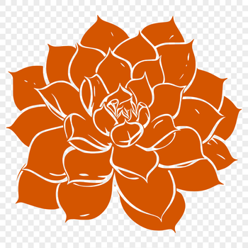 Illustrated succulent plant with thick, fleshy leaves, suitable for gardening and floral designs.