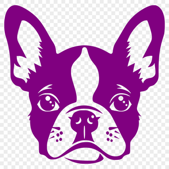 Close-up illustration of a Boston Terrier's head with distinct facial features.