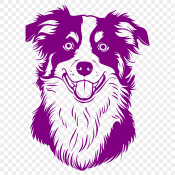 A breed-specific vector illustration of an Australian Shepherd dog.