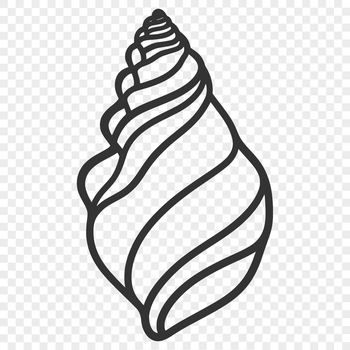 A hand-drawn illustration of a realistic seashell with intricate details.