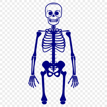 A standalone skeleton figure with detailed human body parts.