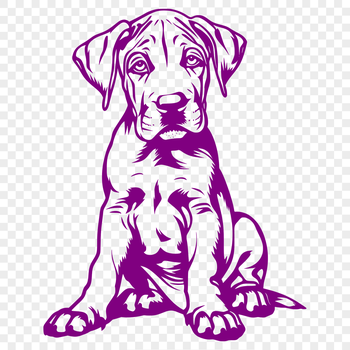 A large breed dog, specifically a Great Dane, is sitting upright in full body pose.