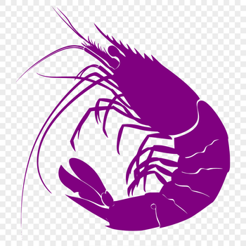 A full body illustration of a shrimp with detailed features.