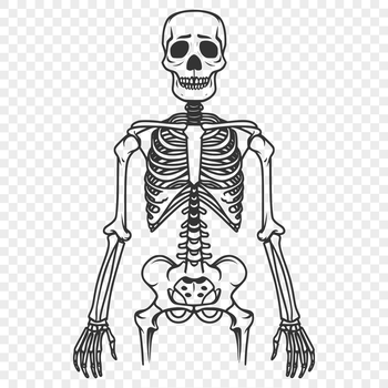 A 2D illustration of a standing skeleton, created in vector format for digital use.