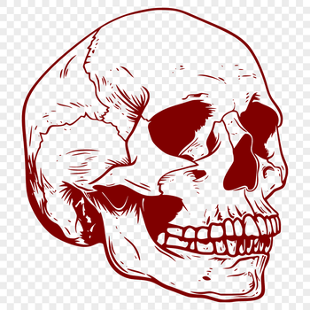 A spooky skull illustration with witchcraft elements, perfect for vector art and design projects.