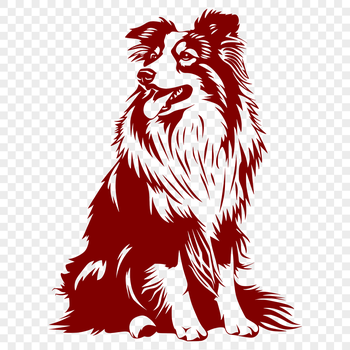 A sitting Shetland sheepdog shown in full body from the front.