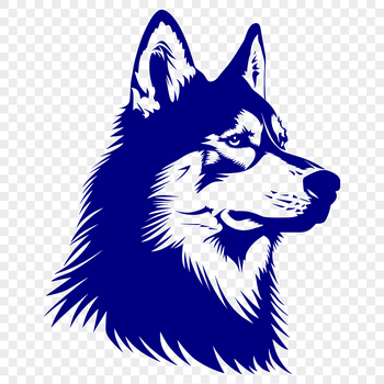 A portrait of a Siberian Husky dog with a distinctive head shape.