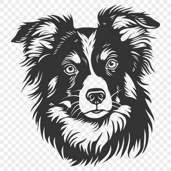 A medium-sized Australian Shepherd dog with a rounded head and floppy ears.